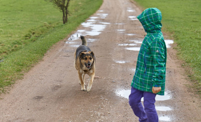 What to Do if You've Been Attacked or Bitten by a Dog